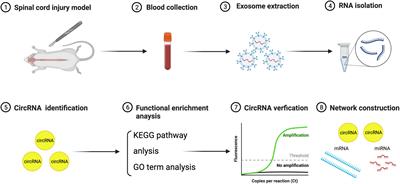 Potential value of differentially expressed circular RNAs derived from circulating exosomes in the pathogenesis of rat spinal cord injury